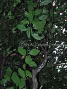 Sandpaper Fig Ficus fraseri Foliage