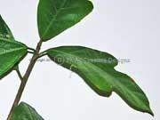 Sandpaper Fig Ficus fraseri