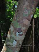 Hairy Fig Ficus hispida Bark