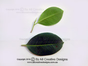 Small-fruited Fig Ficus microcarpa Leaves