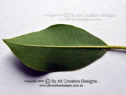Ficus obliqua Small-leaved Fig Leaf