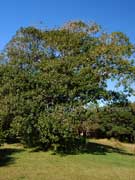 Ficus rubiginosa Rusty Fig