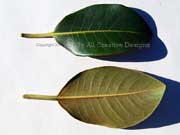 Ficus rubiginosa Rusty Fig Leaves