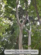 Figwood Ficus virgata