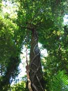 Strangler Fig Ficus watkinsiana on Yellow Carabeen