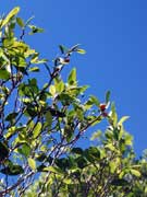 Fruit Ficus obliqua Small-leaved Fig