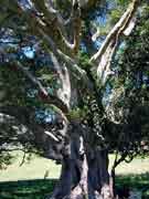 Ficus obliqua Small-leaved Fig Trunk