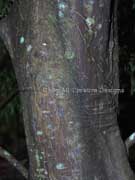 Fine-leaved Tuckeroo Lepiderema pulchella Bark
