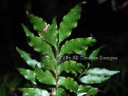 Fine-leaved Tuckeroo Lepiderema pulchella Leaves