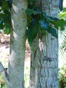 Firewheel Tree Stenocarpus sinuatus Bark