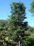 Firewheel Tree Stenocarpus sinuatus