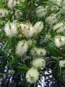 Flower Melaleuca linariifolia