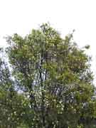 Flax-leaved Paperbark Melaleuca linariifolia