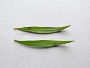 Flax-leaved Paperbark Melaleuca linariifolia Leaves