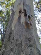 Eucalyptus propinqua Grey Gum Bark