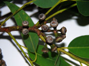 Eucalyptus propinqua Grey Gum Fruit