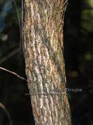 Hairy Lollybush, Clerodendrum tomentosum, Bark