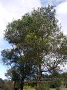Hickory Wattle Acacia implexa