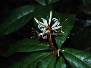 Flower Honeysuckle Triunia robusta