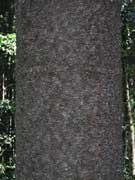 Araucaria cunninghamii Hoop Pine Bark