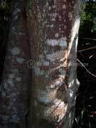 Jackwood Cryptocarya glaucescens Bark