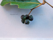 Fruit Jackwood Cryptocarya glaucescens