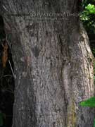 Koda Ehretia acuminata Bark