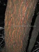 Long-leaved Bitter Bark Petalostigma triloculare Bark