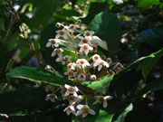 Flower Maiden's Blush Sloanea australis