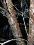 Maiden's Wattle Acacia maidenii Bark