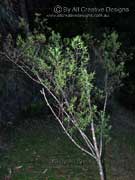Blue Mint Bush, Lilac Mint Bush Prostanthera caerulea