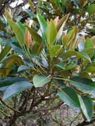 Ficus macrophylla Moreton Bay Fig Leaves
