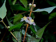 Flower of Uromyrtus metrosideros