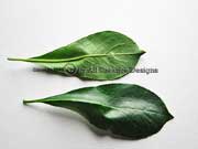 Hymenosporum flavum Native Frangipani Leaves