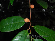 Fruit Native Nutmeg Myristica globosa