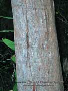 New England Blackbutt Eucalyptus andrewsii subspecies andrewsii Bark