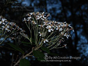 Flower of Olearia oppositifolia