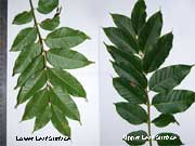 Fruit tree identification by leaf australia
