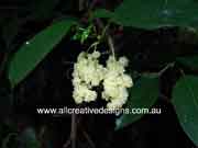 Shiny-leaved Stinging Tree Dendrocnide photinophylla Fruit