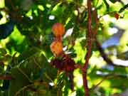 Short-leaved Beetroot Ellatostachys xylocarpa Fruit