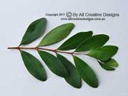 Small-leaved Plum Myrtle Pilidiostigma rhytispermum Leaves