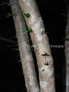 Small-leaved Spurge Phyllanthus microcladus Bark