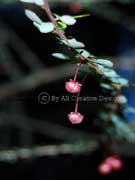 Fruit Phyllanthus microcladus