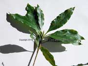 Sweet Pittosporum Pittosporum undulatum Leaf whorl