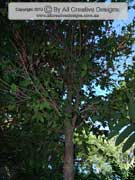 Johnstone River Ash Syzygium erythrocalyx