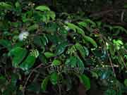 Fibrous Satinash Syzygium fibrosum Foliage