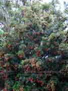 Riberry Syzygium luehmannii