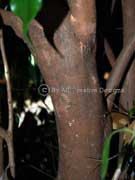Roly Poly Satinash Syzygium unipunctatum Bark