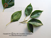 Camphor Laurel Cinnamomum camphora Leaves