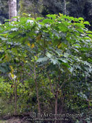 GIANT DEVIL'S FIG Solanum chrysotrichum